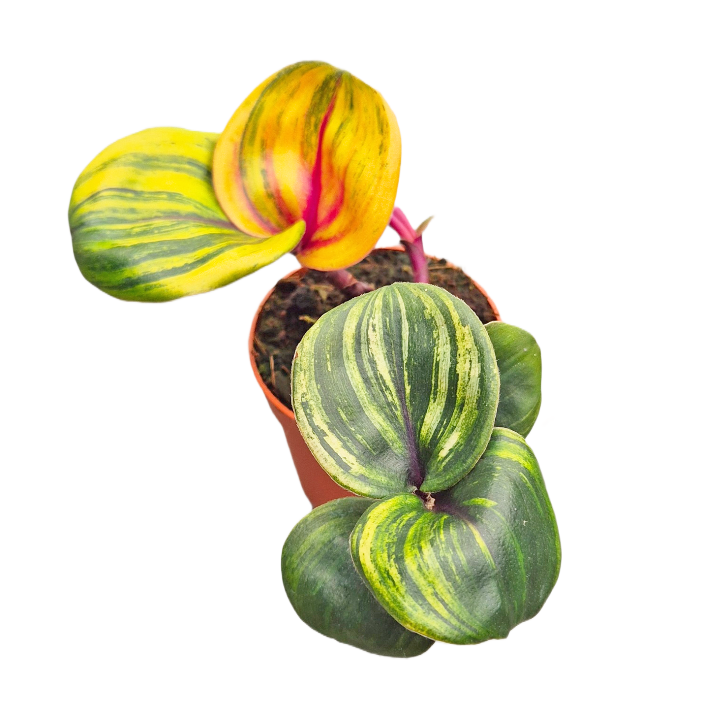 Geogenanthus ciliatus "Aura Flame"