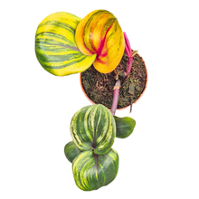 Geogenanthus Ciliatus "Aura Flame"