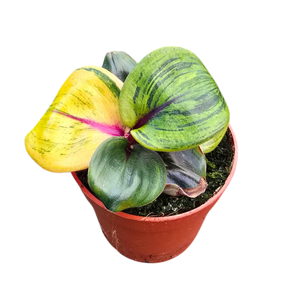 Geogenanthus Ciliatus "Aura Flame"