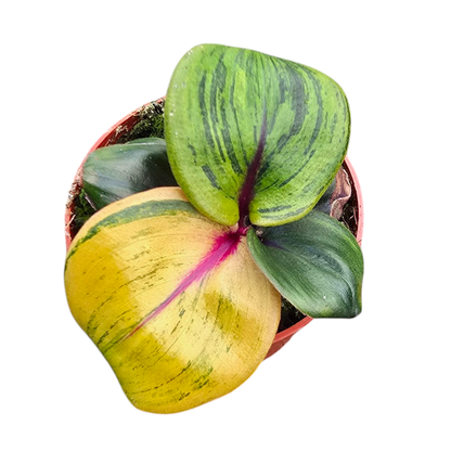 Geogenanthus Ciliatus "Aura Flame"