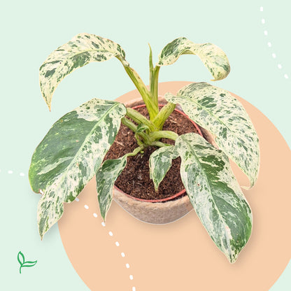 Cadeaubox - Hello Botanica