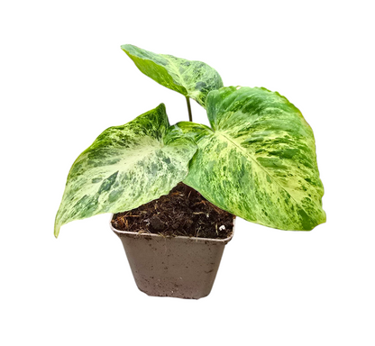 Homalomena Red Stem Variegata