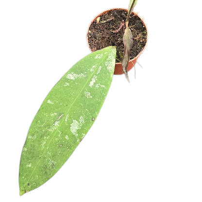 hoya_kaikoeana_P7_D