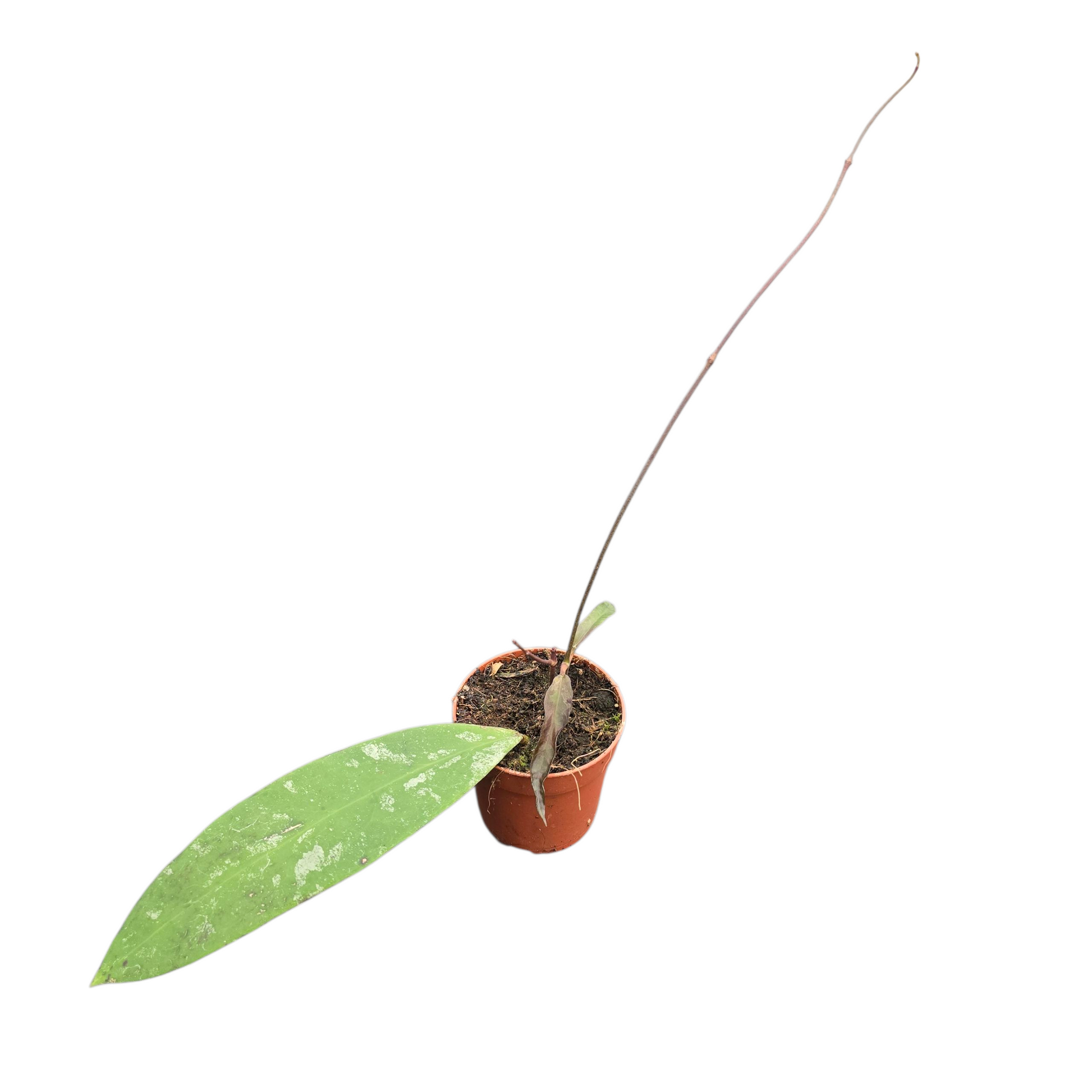 hoya_kaikoeana_P7_F