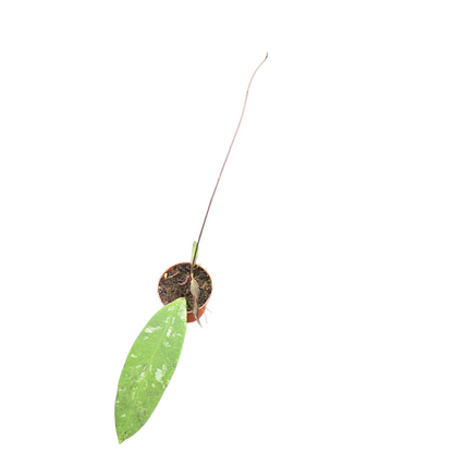 hoya_kaikoeana_P7_T