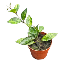 Hoya Lacunosa Amarillo