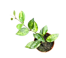 hoya_lacunosa_amarillo_P7_T