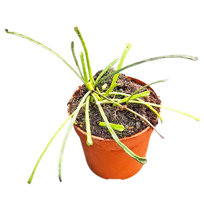 Hoya Retusa