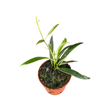 Hoya Tsangii Variegata