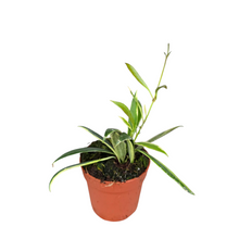 Hoya Tsangii Variegata