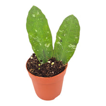 Hoya Kaikoeana