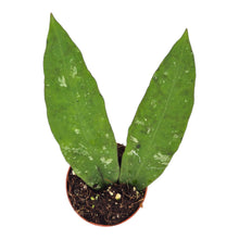 Hoya Kaikoeana