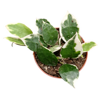 Hoya Lacunosa Asami