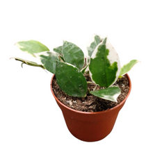 Hoya Lacunosa Asami