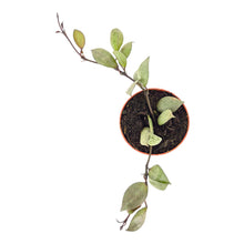 Hoya Krohniana Super Silver Dark