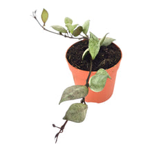 Hoya Krohniana Super Silver Dark