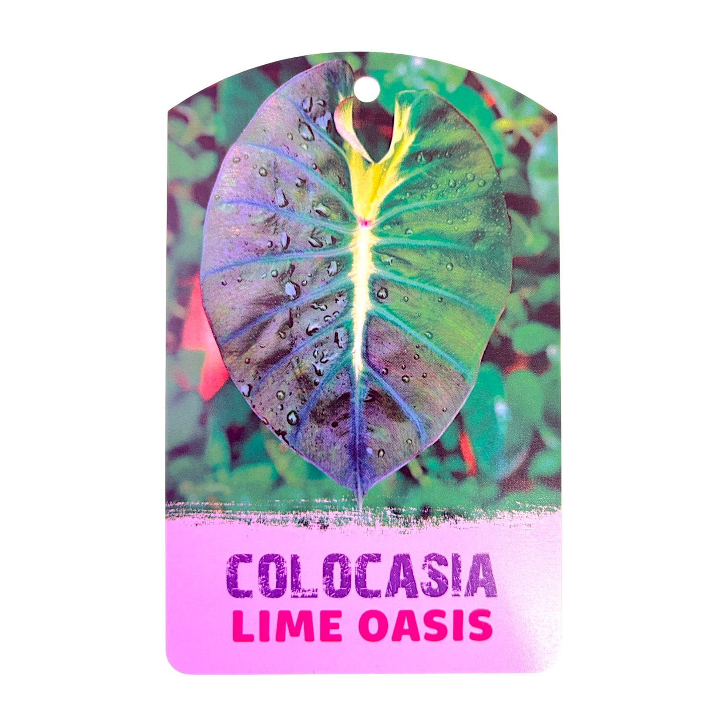 Colocasia hybride « Lime Oasis »