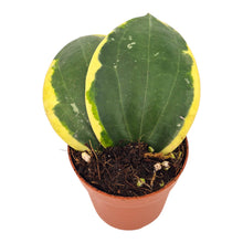 Hoya Macrophylla Variegata Round Leaf