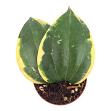Hoya Macrophylla Variegata Round Leaf