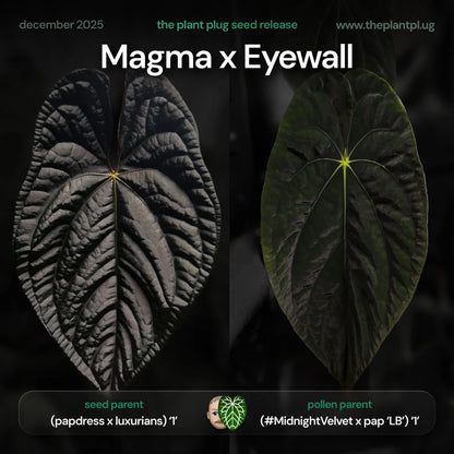 Selected Anthurium Magma X Eyewall