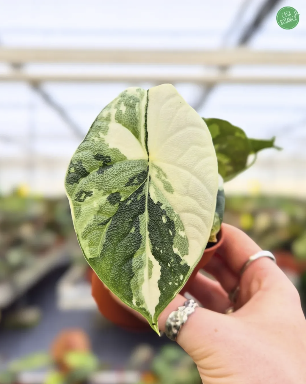 Alocasia Melo Variegata