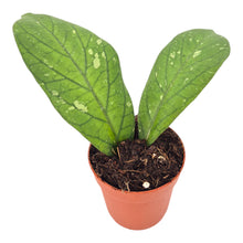 Hoya Meredithii Bengkulu