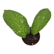 Hoya Meredithii Bengkulu