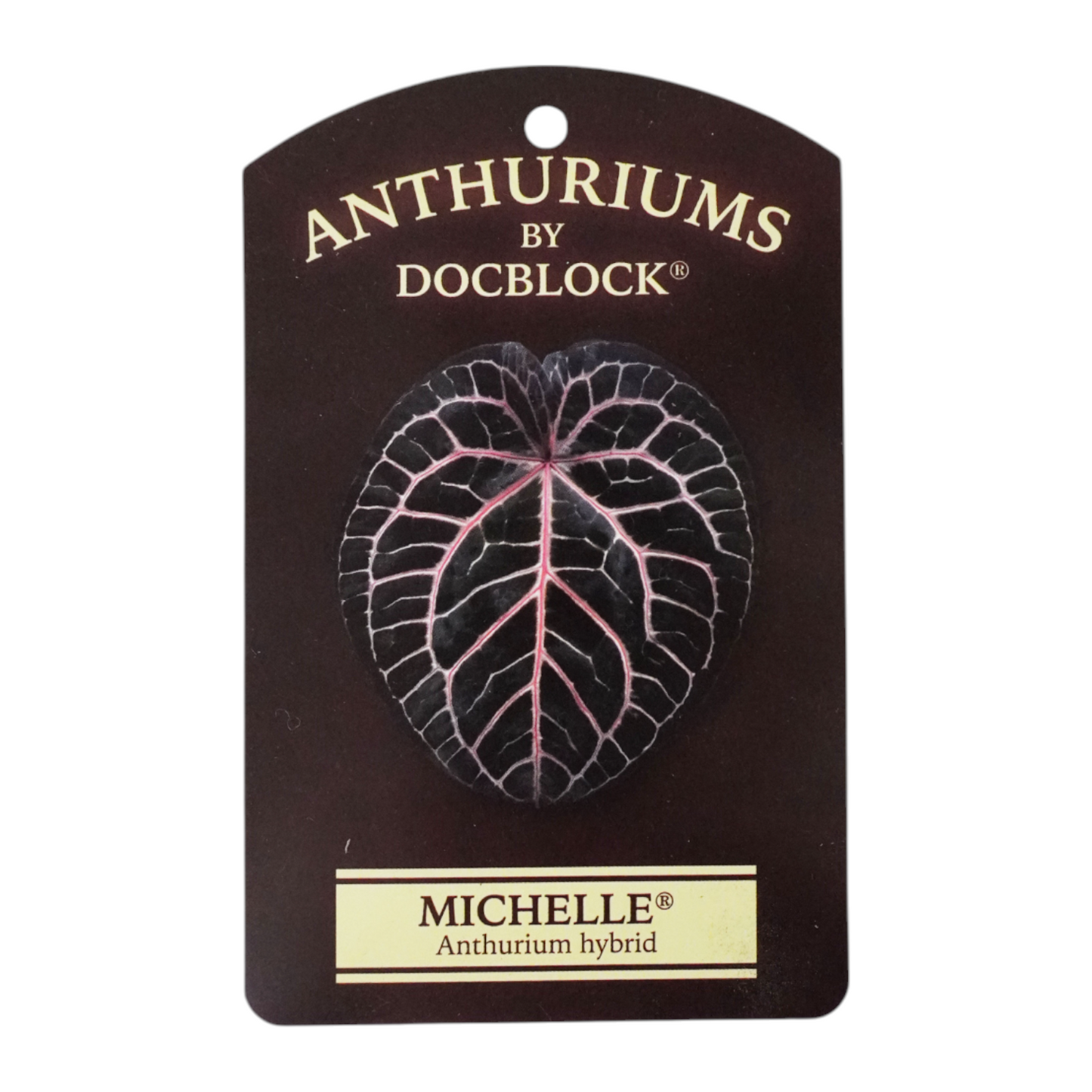DocBlock Anthurium Michelle®
