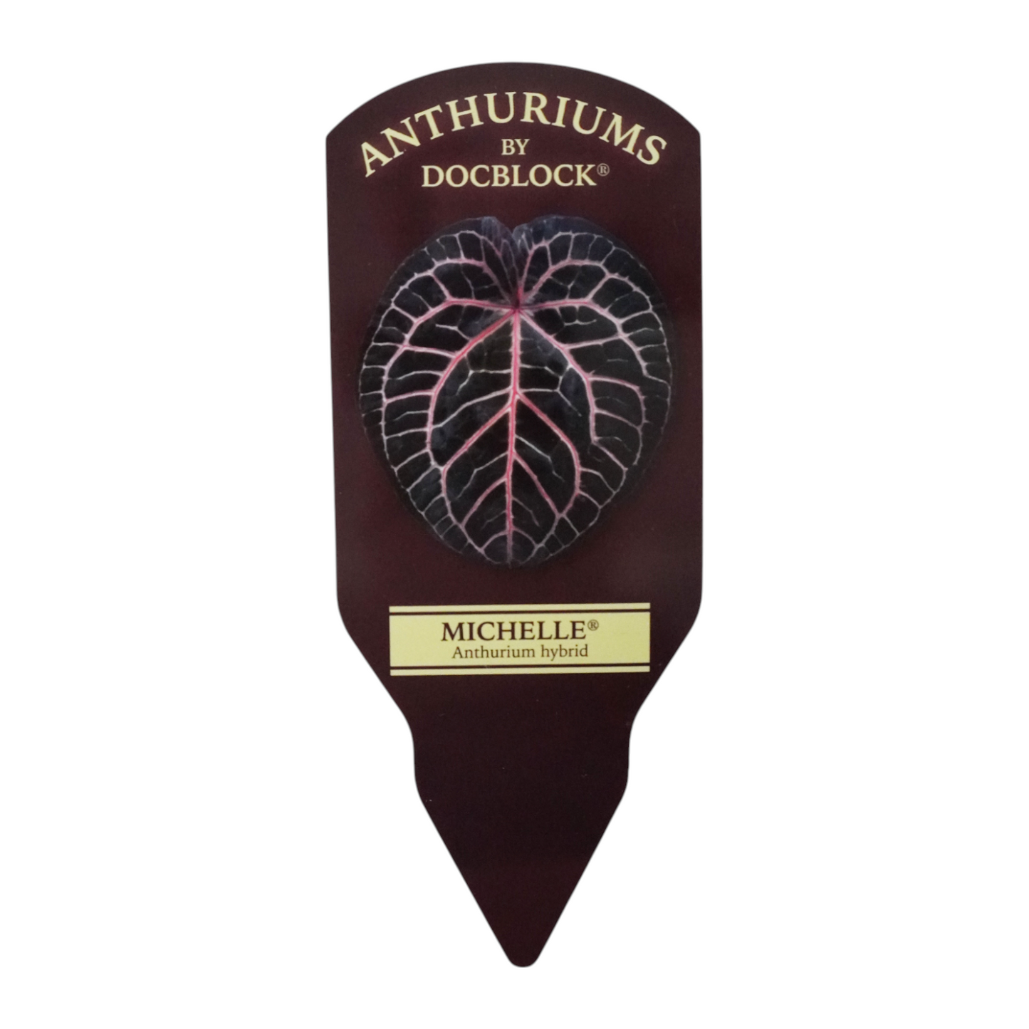 DocBlock Anthurium Michelle® Variegata