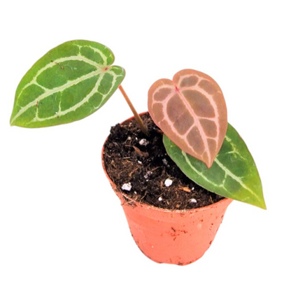 DocBlock Anthurium Michelle®