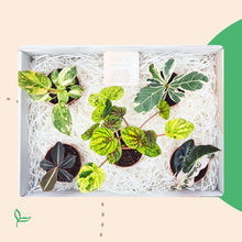 Cadeaubox - Treasure Botanica