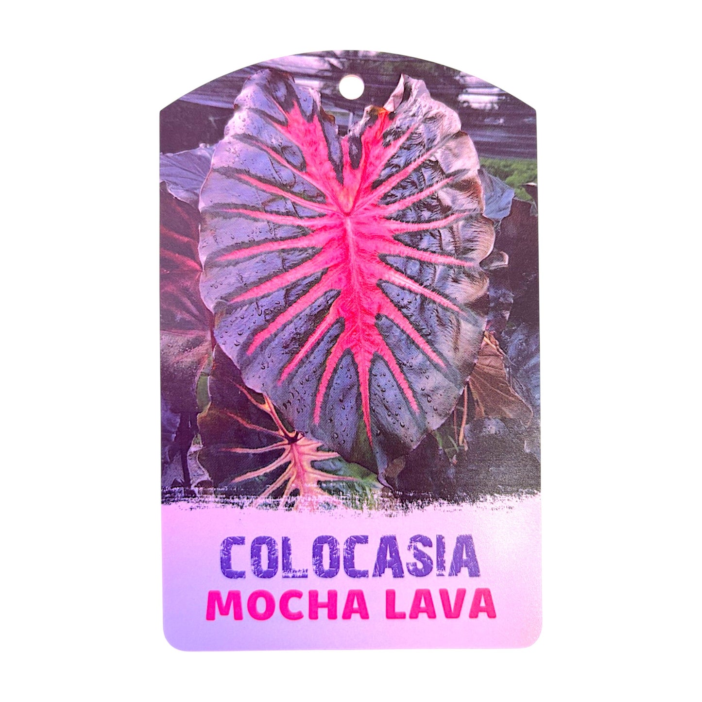 Colocasia Hybrid Mocha Lava