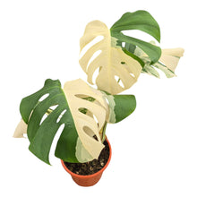 Monstera Albo Variegata LIVE SALE 1