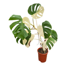 Monstera Albo Variegata LIVE SALE 2