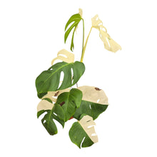 Monstera Albo Variegata LIVE SALE 3
