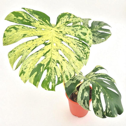 Monstera Vietciosa