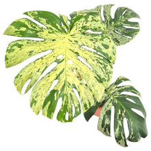 Monstera Vietciosa