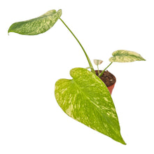 Monstera White Monster LIVE SALE 1