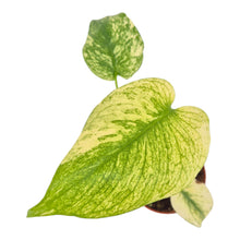 Monstera White Monster LIVE SALE 2