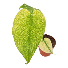 Monstera White Monster LIVE SALE 3