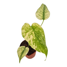 Monstera White Monster LIVE SALE 4