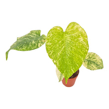 Monstera Weißes Monster (mini)