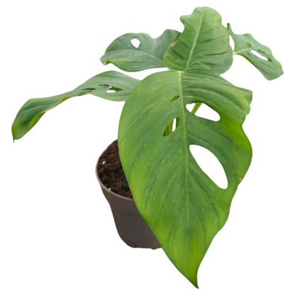monstera adansonii blanchetii Monstera Blanchetii – Casa Botanica