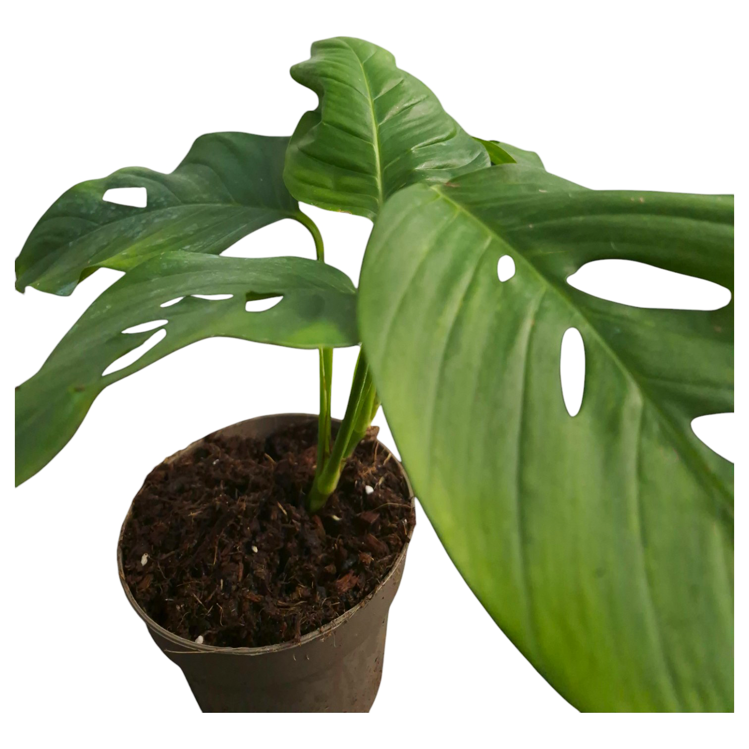 monstera adansonii var blanchetii Monstera blanchettii