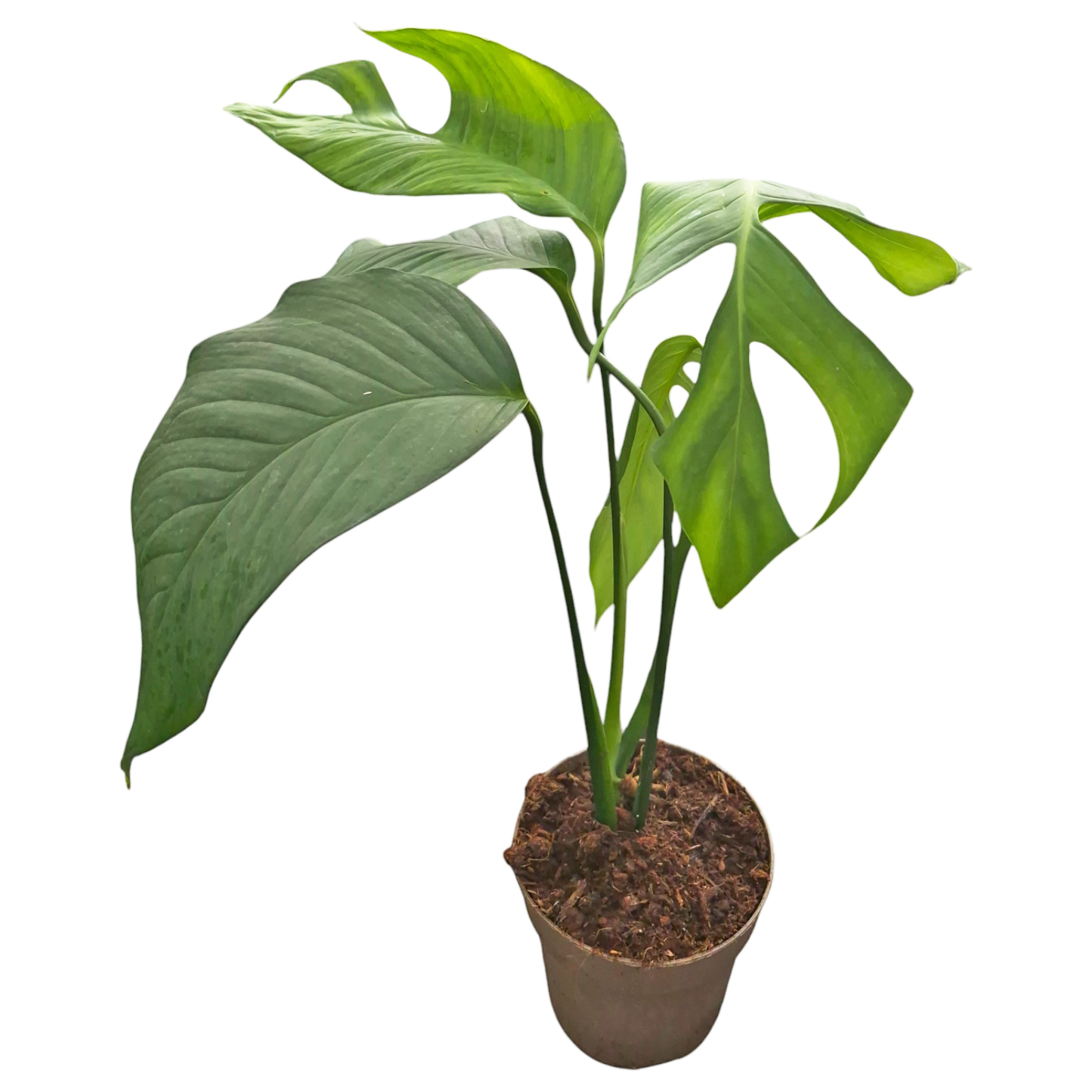 Monstera bocatorensis