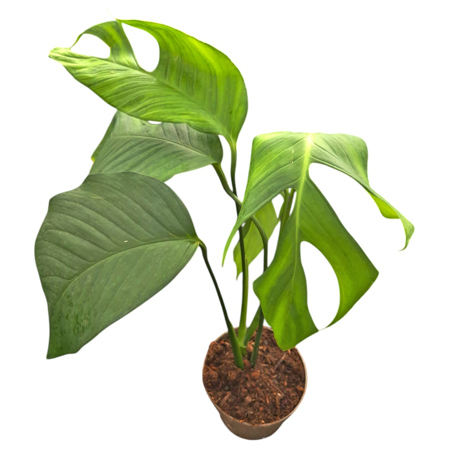 Monstera bocatorensis
