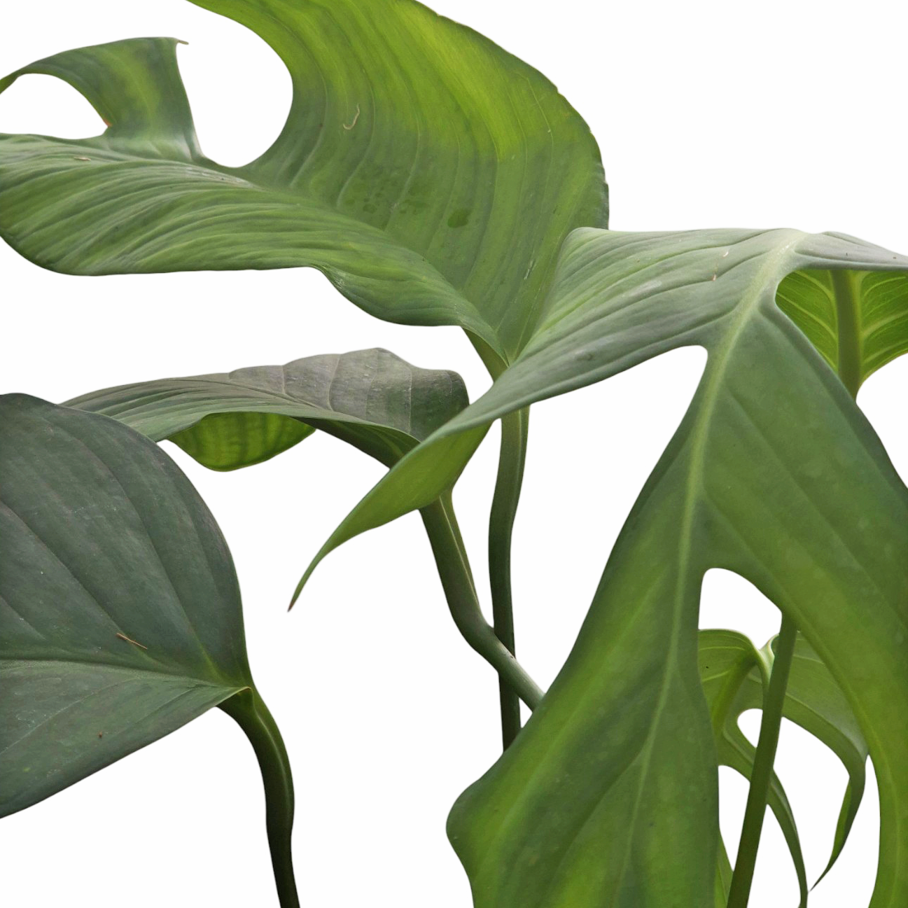 Monstera bocatorensis