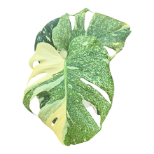 Monstera Thai Constellation Crème Brulee