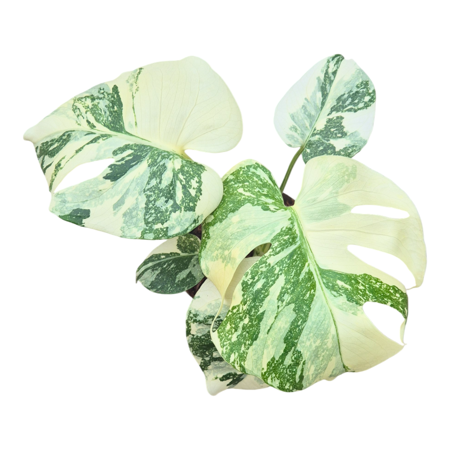 モンステラ Thai Constellation ‘Crème Brûlée’ Monstera Deliciosa Thai Constellation “ Creme Brulee “ – Plants.Me