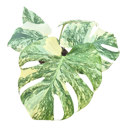 Monstera Thai Constellation Crème Brulee